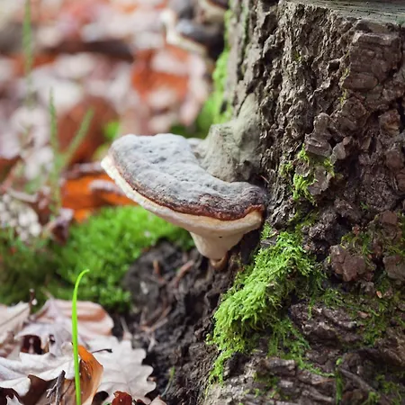 Im Thueringer Wald *