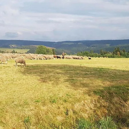 Im Thueringer Wald Langenbach (Thuringia)
